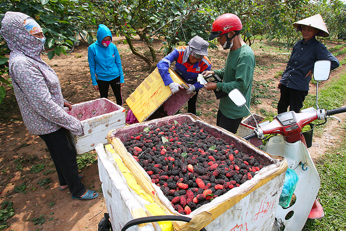 Nông dân Hà Nội vào mùa thu hoạch dâu chín